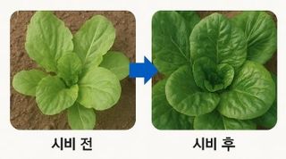 채종원님의 농사, 무엇이든 물어보세요! · 참여글 작성글 사진