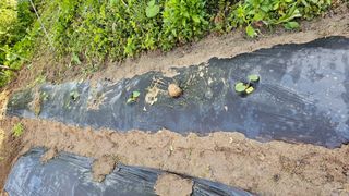 삼례텃밭지기님의 자유주제 · 자유게시판 작성글 사진