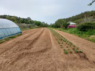 서산팔봉농원님의 자유주제 · 자유게시판 작성글 사진