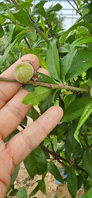 뿌리묘목농원님의 자유주제 · 자유게시판 작성글 사진