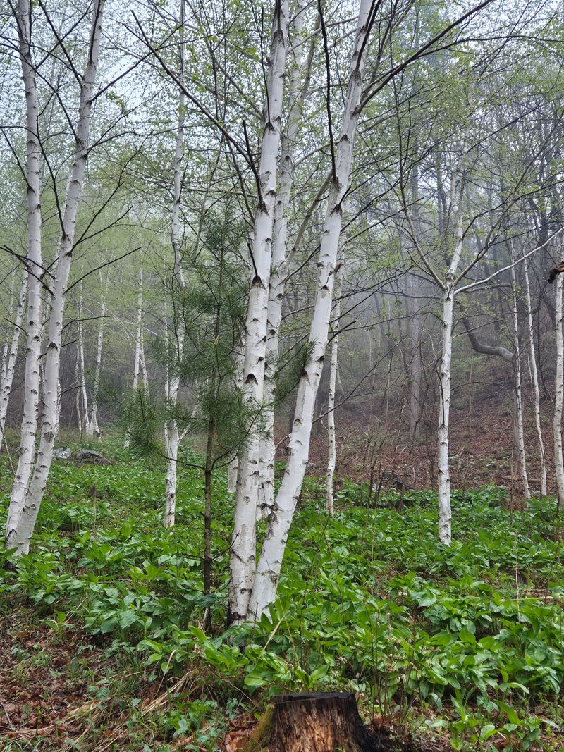 채수정 님의 장터 판매 상품 [운두령 줄기명이 1kg] 첨부 사진