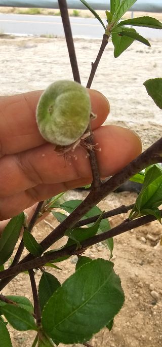 뿌리묘목농원님의 자유주제 · 자유게시판 작성글 사진