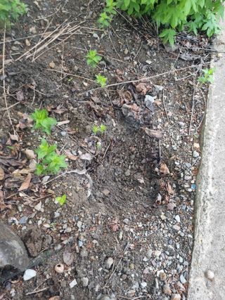 김용대님의 자유주제 · 자유게시판 작성글 사진