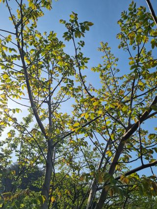 진여화 농원님의 자유주제 · 자유게시판 작성글 사진