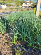 팜모닝 자유주제·자유게시판 게시글 이미지