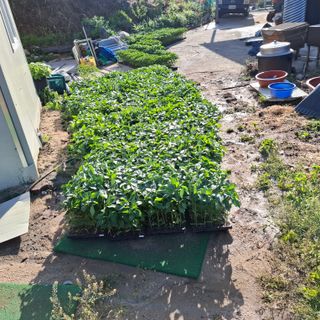 오영도님의 자유주제 · 자유게시판 작성글 사진