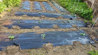 삼례텃밭지기님의 자유주제 · 자유게시판 작성글 사진