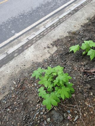 김용대님의 자유주제 · 자유게시판 작성글 사진