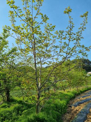 진여화 농원님의 자유주제 · 자유게시판 작성글 사진