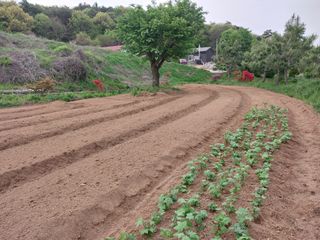 서산팔봉농원님의 자유주제 · 자유게시판 작성글 사진