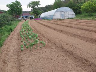 서산팔봉농원님의 자유주제 · 자유게시판 작성글 사진