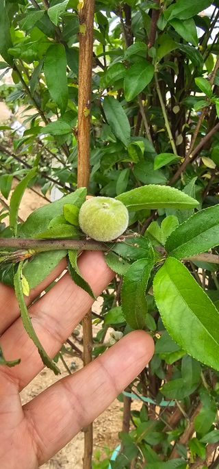 뿌리묘목농원님의 자유주제 · 자유게시판 작성글 사진