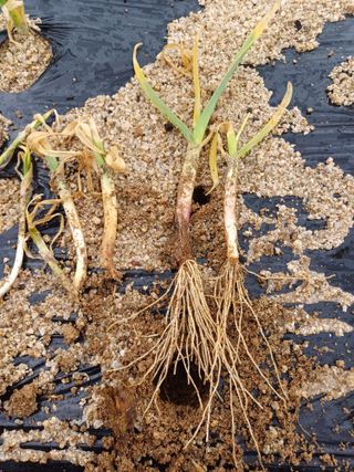 포천종삼농사꾼님의 농사, 무엇이든 물어보세요! · 참여글 작성글 사진