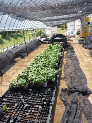 서산팔봉농원님의 자유주제 · 자유게시판 작성글 사진