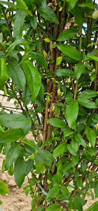 뿌리묘목농원님의 자유주제 · 자유게시판 작성글 사진