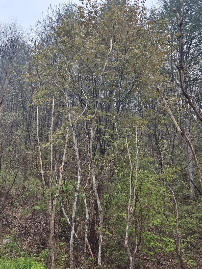 채수정 님의 장터 판매 상품 [자연산 두릅 1kg] 첨부 사진