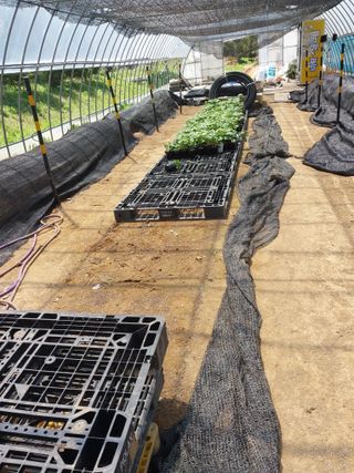 서산팔봉농원님의 자유주제 · 자유게시판 작성글 사진