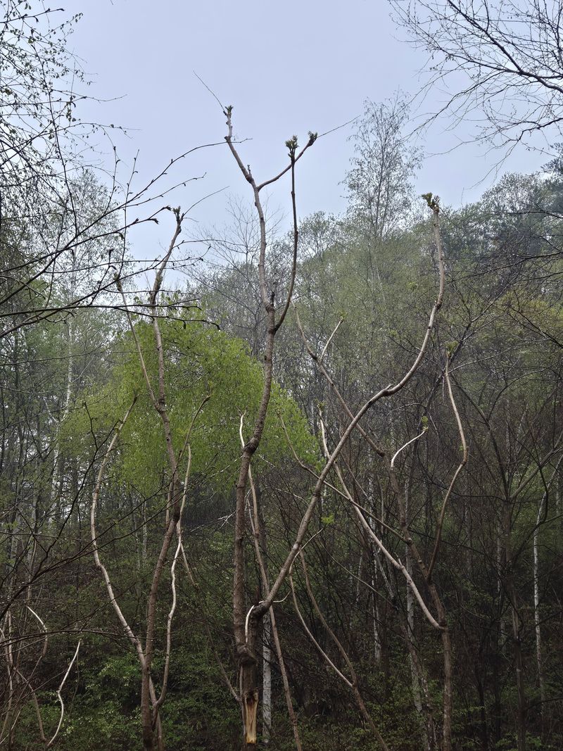 채수정 님의 장터 판매 상품 [자연산 두릅 1kg] 첨부 사진