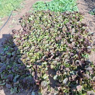 오영도님의 자유주제 · 자유게시판 작성글 사진