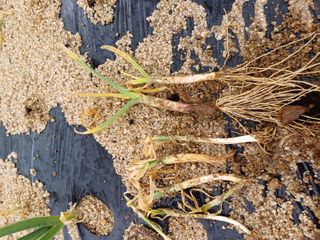 포천종삼농사꾼님의 농사, 무엇이든 물어보세요! · 참여글 작성글 사진