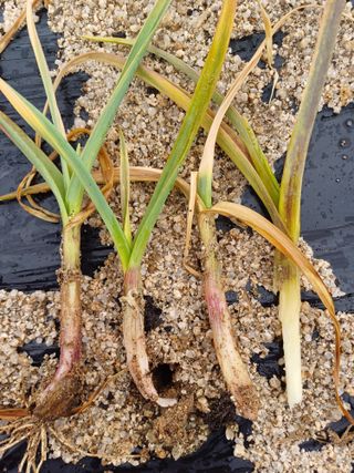 포천종삼농사꾼님의 농사, 무엇이든 물어보세요! · 참여글 작성글 사진