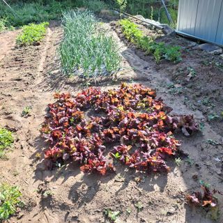 오영도님의 자유주제 · 자유게시판 작성글 사진