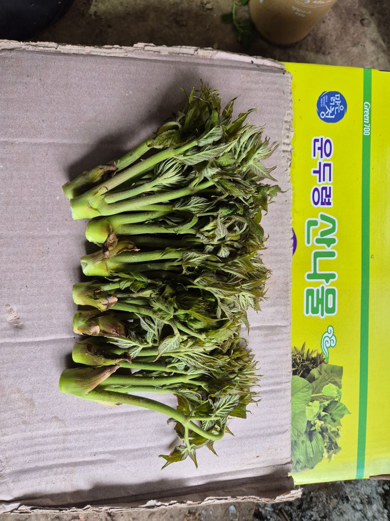 장터 상품 [자연산 두릅 1kg] 썸네일