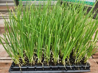 안산제일농약사님의 자유주제 · 자유게시판 작성글 사진