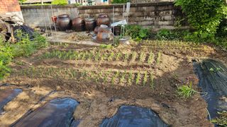 삼례텃밭지기님의 자유주제 · 자유게시판 작성글 사진