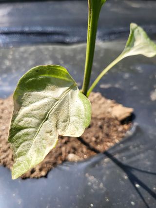 도리님의 농사, 무엇이든 물어보세요! · 참여글 작성글 사진