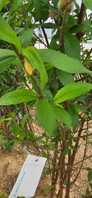 뿌리묘목농원님의 자유주제 · 자유게시판 작성글 사진