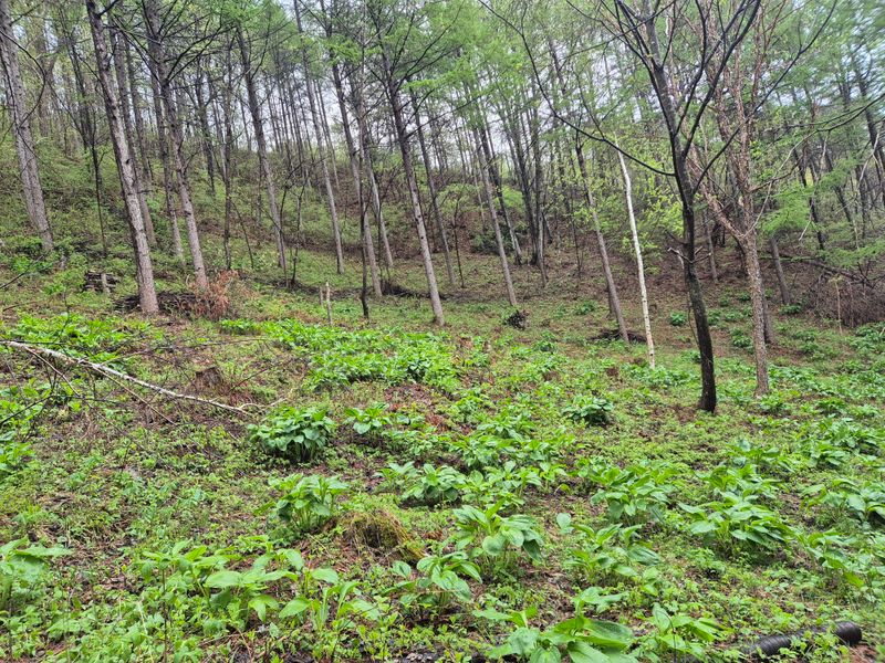 채수정 님의 장터 판매 상품 [운두령 줄기명이 1kg] 첨부 사진