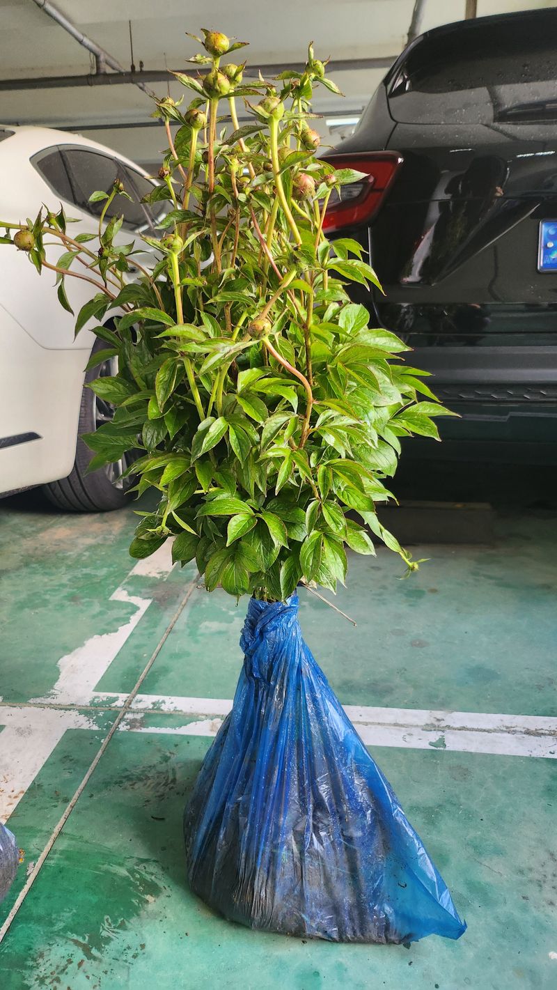 장터 상품 [작약 6년생 1덩이] 썸네일