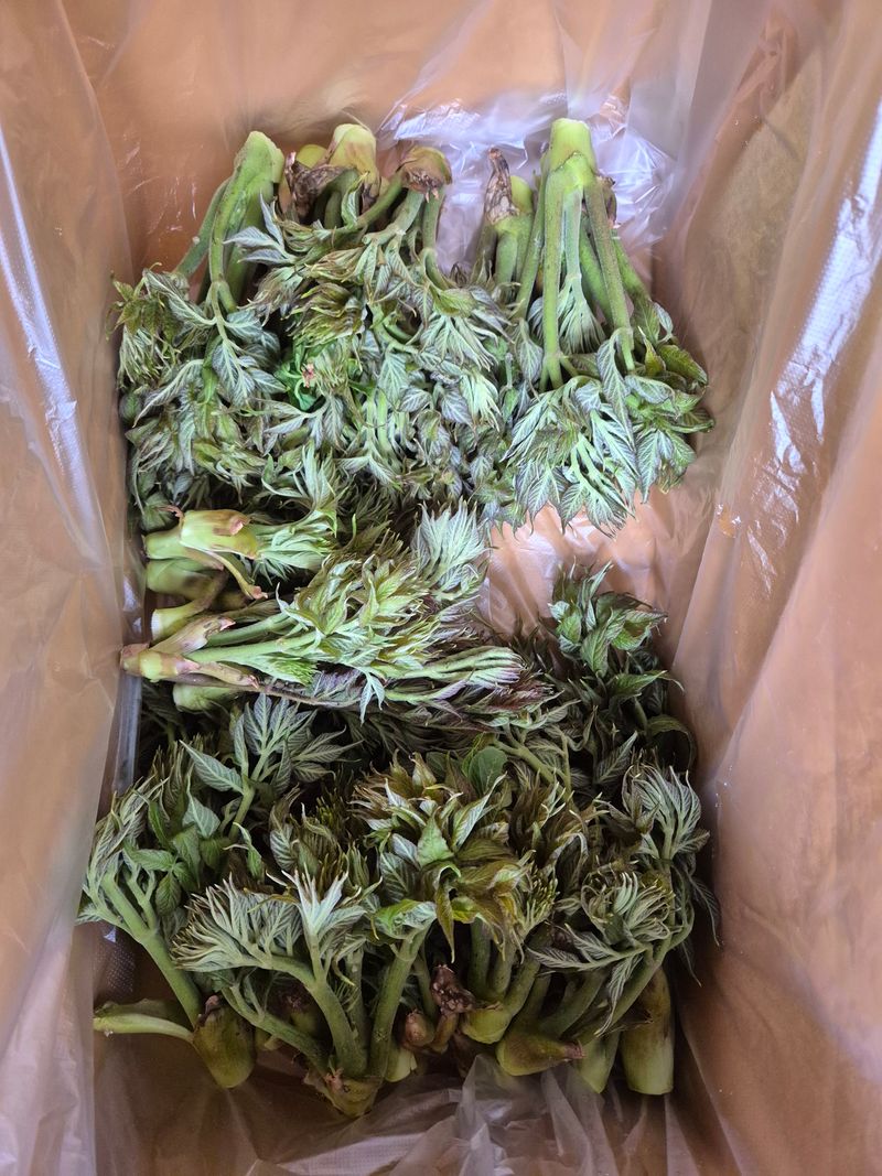 채수정 님의 장터 판매 상품 [자연산 두릅 1kg] 첨부 사진