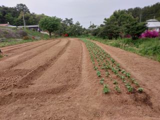 서산팔봉농원님의 자유주제 · 자유게시판 작성글 사진