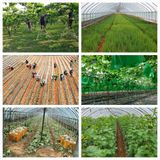 팜모닝 양파·자유게시판 게시글 이미지