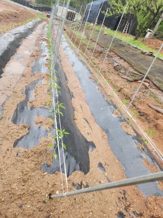선우농장님의 자유주제 · 자유게시판 작성글 사진