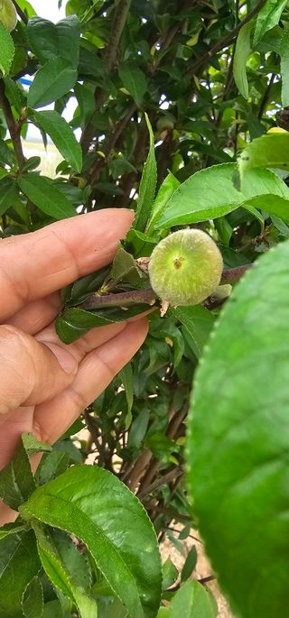 뿌리묘목농원님의 자유주제 · 자유게시판 작성글 사진