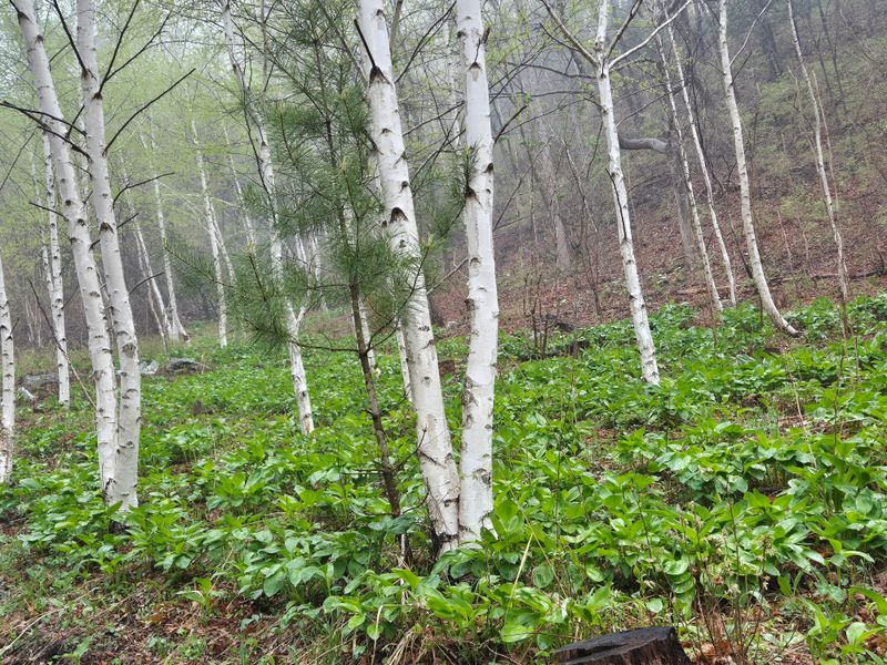 채수정 님의 장터 판매 상품 [운두령 줄기명이 1kg] 첨부 사진