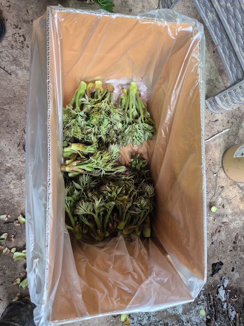 채수정 님의 장터 판매 상품 [자연산 두릅 1kg] 첨부 사진