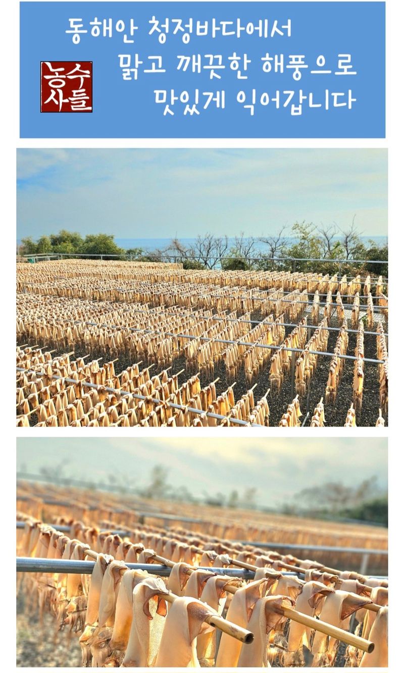 농수사님의 장터 판매 상품 [동해안 해풍 마른오징어 A급(10미) 특가] 첨부 사진