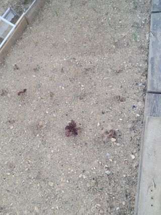 전희분님의 농사, 무엇이든 물어보세요! · 참여글 작성글 사진