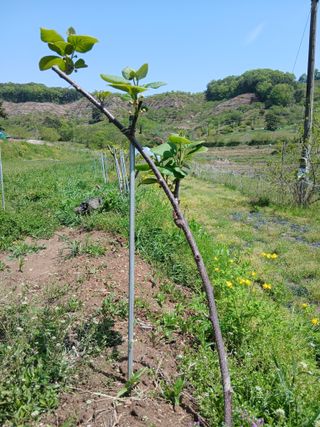 무료지식나눔 팜닥터님의 자유주제 · 자유게시판 작성글 사진