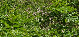 해오름달님의 자유주제 · 자유게시판 작성글 사진