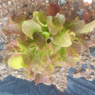 양승숙 (承光)님의 자유주제 · 자유게시판 작성글 사진