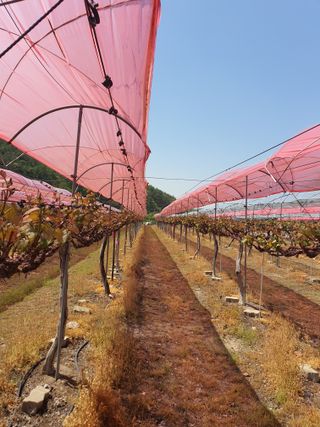 소백산단산포도이종석님의 자유주제 · 자유게시판 작성글 사진