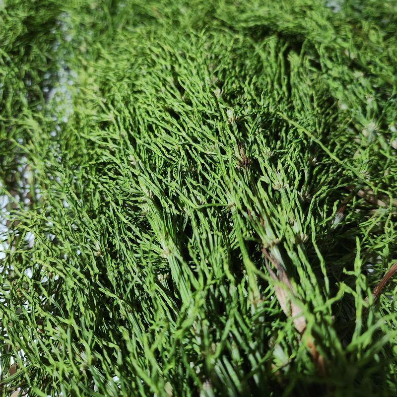 조한솔님의 장터 판매 상품 [명품 건조 쇠뜨기(차용) 200g] 첨부 사진