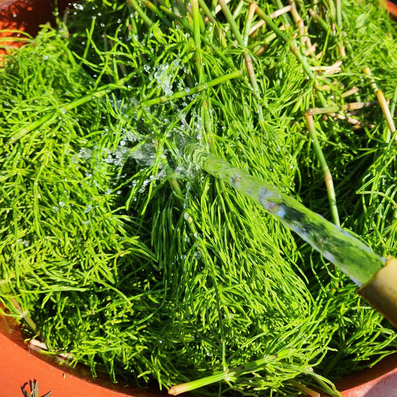 조한솔님의 장터 판매 상품 [명품 건조 쇠뜨기(차용) 200g] 첨부 사진