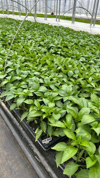 왕코네농장님의 자유주제 · 자유게시판 작성글 사진