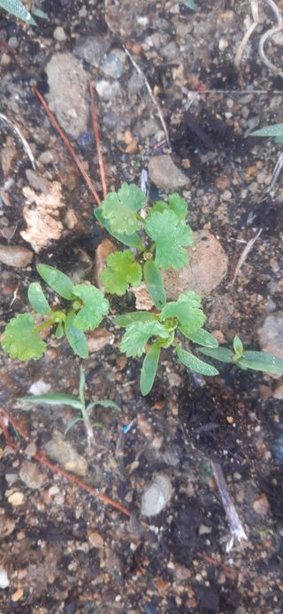 양승숙 (承光)님의 자유주제 · 자유게시판 작성글 사진